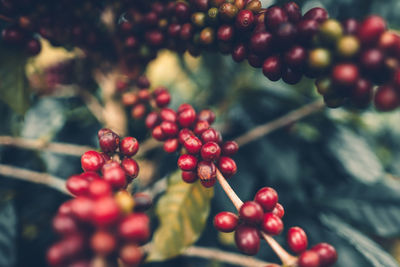 Close-up of red berries growing on coffee plant