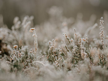 Selective focus photo of frosty heather on a cold, winters morning.
