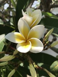Close-up of white flower