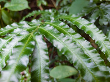 Full frame shot of leaves