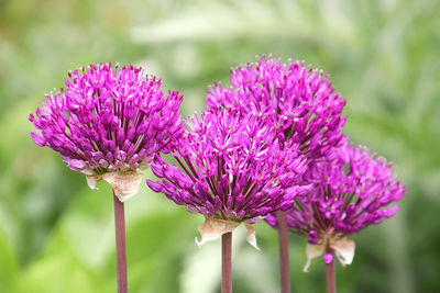 Close-up of purple thistle flowers