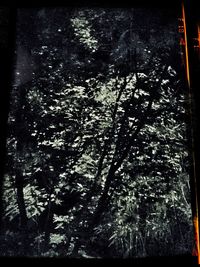 Close-up of trees against the sky