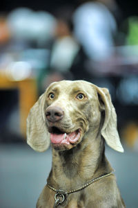 Close-up portrait of a dog looking away