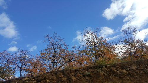 Low angle view of trees against blue sky