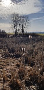 View of dead tree on field against sky