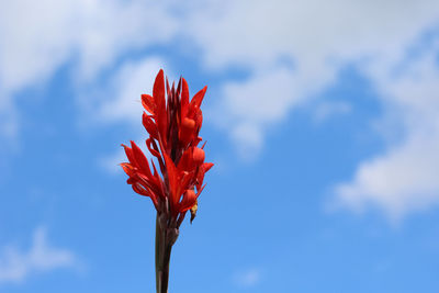 Close-up of red flowers