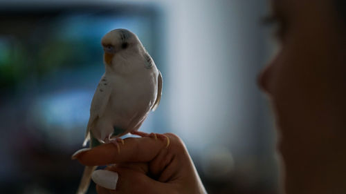 Close-up of bird perching on hand