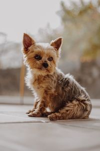 Portrait of dog