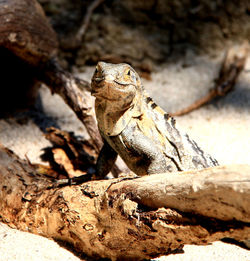 Close-up of lizard on rock