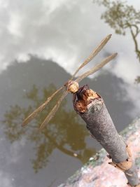 Close-up of grasshopper on rusty metal