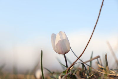 Close-up of flowering plants on field against clear sky