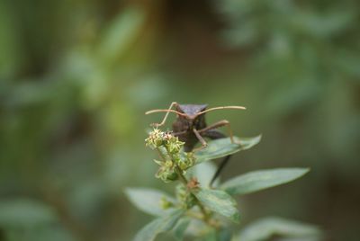 Close-up of insect on flower