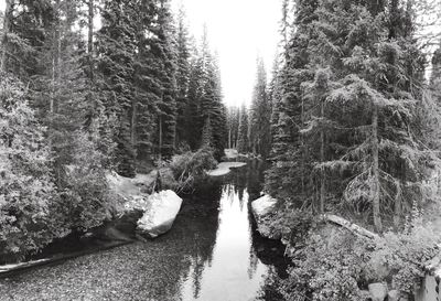 Pine trees in forest during winter