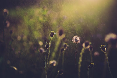 Close-up of water falling on flowering plant