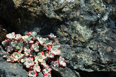 High angle view of flowering plants