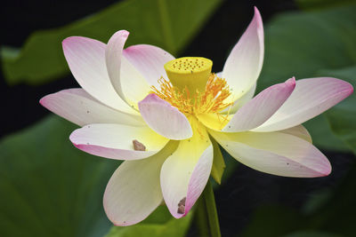 Close-up of frangipani blooming outdoors