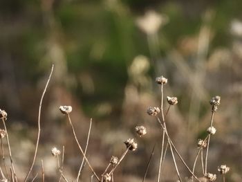 Close-up of dry plants on field
