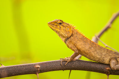 Close-up of a lizard on branch