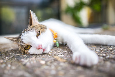 Close-up of cat