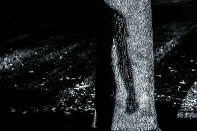 Close-up of plant against white background