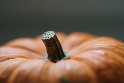 Close-up of pumpkin