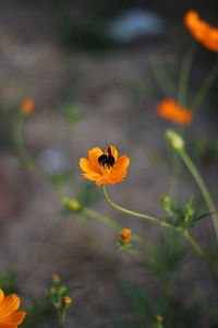 Close-up of orange flower