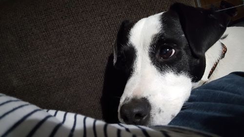 Close-up portrait of dog relaxing on floor