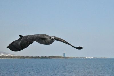 Seagull flying over sea against clear sky