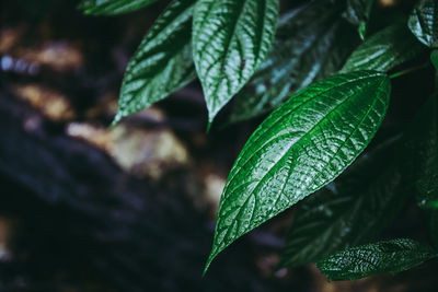 Close-up of wet plant leaves during rainy season