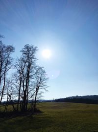 Trees on field against clear sky