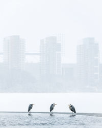 View of birds in sea