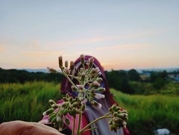 Close-up of flowering plant on field against sky during sunset