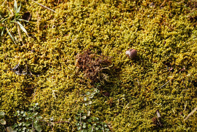 High angle view of plants growing on land