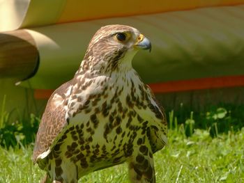 Close-up of owl perching