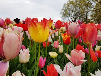 Close-up of tulips blooming against sky