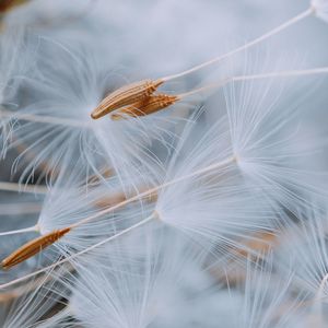 Close-up of white dandelion