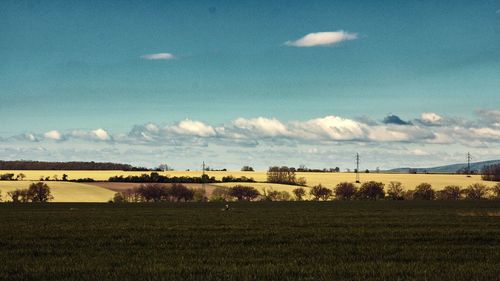 Scenic view of field against sky