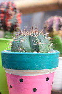 Close-up of succulent plant in pot