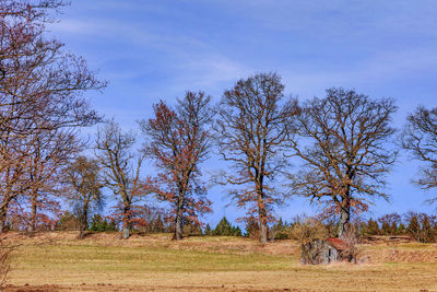 Trees on field against sky