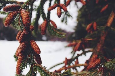 Low angle view of tree branches