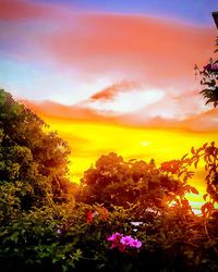 Close-up of flowers against sunset sky