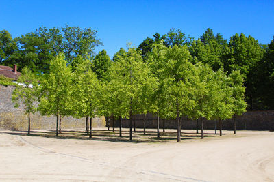 Trees on field against clear blue sky