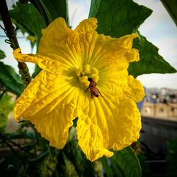 Close-up of yellow flower