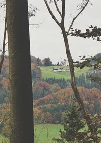 Trees in forest