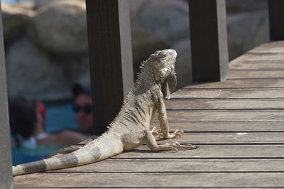 Close-up of lizard on wooden pier