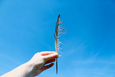 Close-up of hand holding plant against blue sky