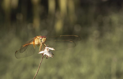 Close-up of dragonfly on flower