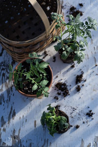 High angle view of potted plants on table