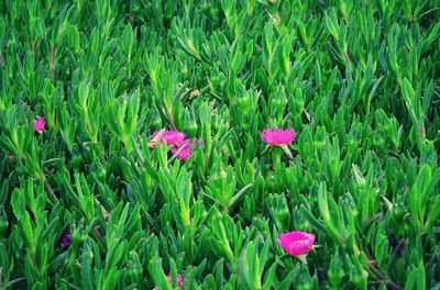 Close-up of pink flowering plants on land