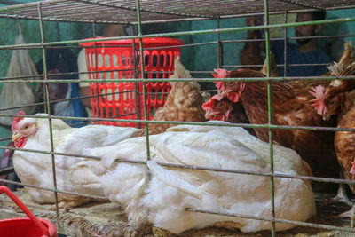 View of birds in cage